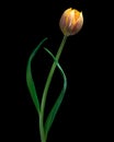 Yellow-orange Tulip flower with green leaves and stem. Royalty Free Stock Photo