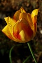 Yellow orange tulip flower with raindrops