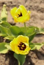 yellow or orange tulip in spring grows in the sun Royalty Free Stock Photo