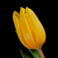 Yellow-orange tulip with stem and green leaves isolated on black background. Close-up studio shot. Royalty Free Stock Photo