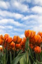 Yellow and orange tulips with green stalk against a sunny blue sky with clouds during Spring season