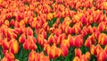 Yellow-orange tulips in the Keukenhof Park garden. Bright floral background with early spring bulbous flowers. Field of varietal Royalty Free Stock Photo