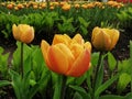 Yellow with orange veins double peony-shaped tulip among green leaves. The festival of tulips on Elagin Island in St. Petersburg Royalty Free Stock Photo