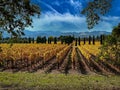 A yellow and orange vineyard in autumn rows stretches out into the distance