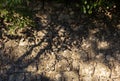 Yellow orange warm sandstone limestone wall with tree shadows and green leaves abstract background texture Royalty Free Stock Photo