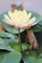 Yellow - orange waterlily Royalty Free Stock Photo