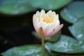 Yellow - orange waterlily Royalty Free Stock Photo