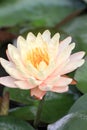 Yellow - orange waterlily Royalty Free Stock Photo