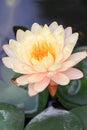Yellow - orange waterlily Royalty Free Stock Photo