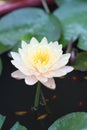 Yellow - orange waterlily Royalty Free Stock Photo