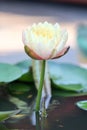 Yellow - orange waterlily Royalty Free Stock Photo