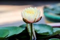 Yellow - orange waterlily Royalty Free Stock Photo