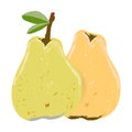 Yellow and orange whole pear isolated on white background vector illustration Royalty Free Stock Photo