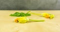 Yellow-orange zucchini flower on wooden board. Royalty Free Stock Photo