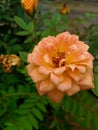 Yellow and orangeish Rose