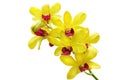 Yellow orchid