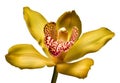 Yellow orchid Royalty Free Stock Photo