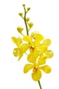 Yellow orchid