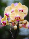 Yellow orchid