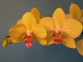 Yellow orchid