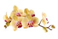 Yellow orchid Royalty Free Stock Photo