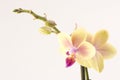 Yellow orchid Royalty Free Stock Photo