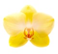 Yellow orchid