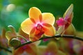 Yellow orchid