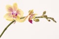 Yellow orchid Royalty Free Stock Photo