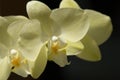 Yellow orchid