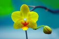 Yellow Orchid Royalty Free Stock Photo
