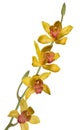 Yellow orchid