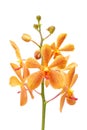 Yellow orchid