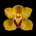 Yellow orchid on a black background Royalty Free Stock Photo