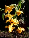 yellow orchid Royalty Free Stock Photo