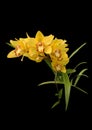 Yellow orchid on black background Royalty Free Stock Photo