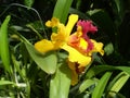 Yellow orchid in botanical garden Bogor Royalty Free Stock Photo