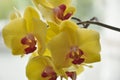 Orchid flowers, orchid branch