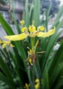 Iris pseudacorus, yellow iris flower with vegetation background