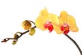 Yellow orchid with buds 4.