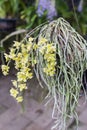 Yellow of orchid, Chiloschista parishii. Royalty Free Stock Photo