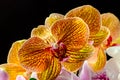 Yellow orchid close up on black background Royalty Free Stock Photo