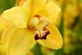 Yellow Orchid Royalty Free Stock Photo