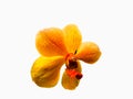 Yellow orchid, Close-up White isolated
