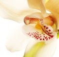 Yellow Orchid closeup Royalty Free Stock Photo