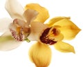 Yellow Orchid closeup Royalty Free Stock Photo