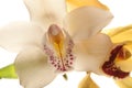 Yellow Orchid closeup Royalty Free Stock Photo