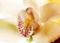 Yellow Orchid closeup Royalty Free Stock Photo