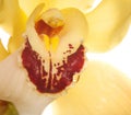 Yellow Orchid closeup Royalty Free Stock Photo