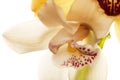 Yellow Orchid closeup Royalty Free Stock Photo